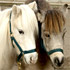 Poppy and Sage