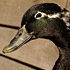 Quackers