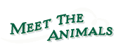 Meet the Animals